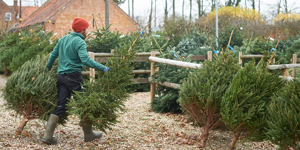Winterjobs Studenten / MLP Financify / Student beim Winterjob als Weihnachtsbaumverkäufer.